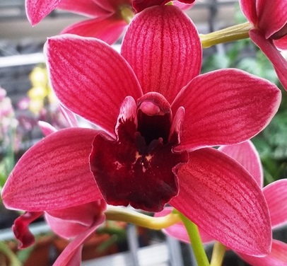 Cymbidium ´Aimee´ 