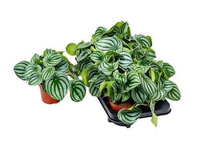 Peperomia argyreia 