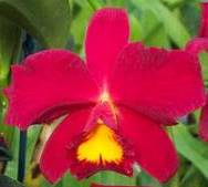 Sophrolaeliocattleya Wendy's Valentine June