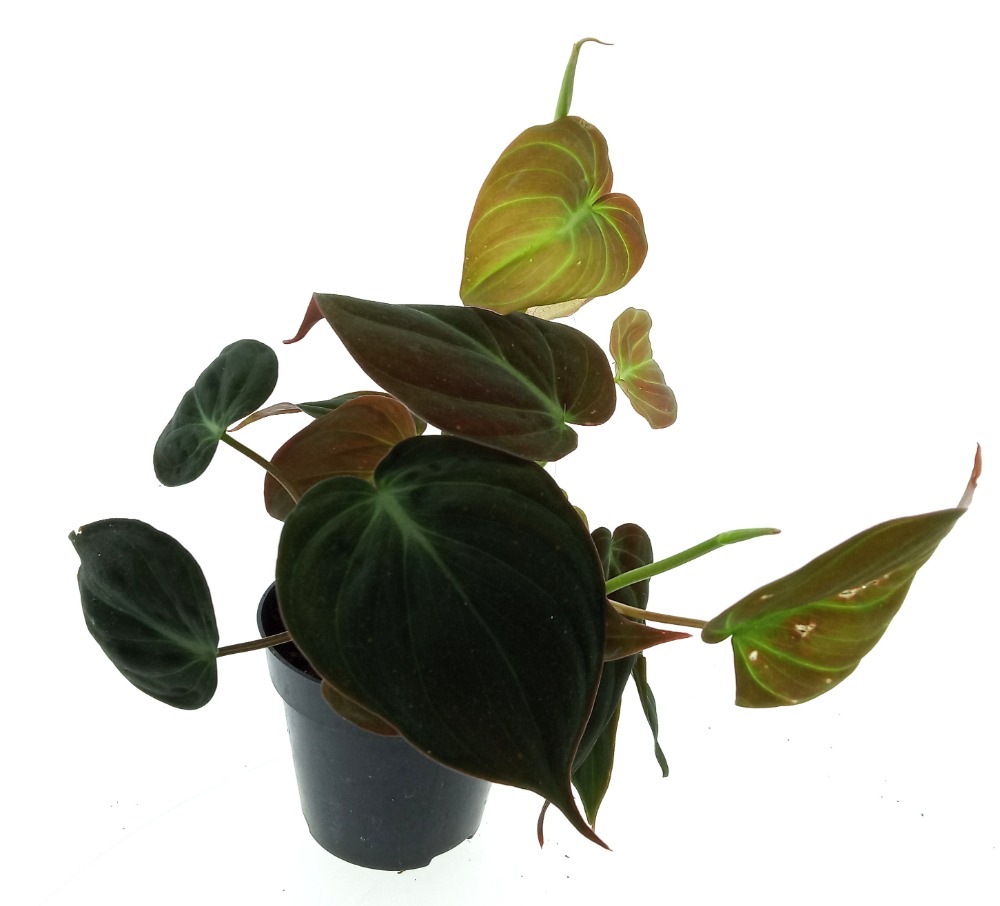 Philodendron scandens Micans
