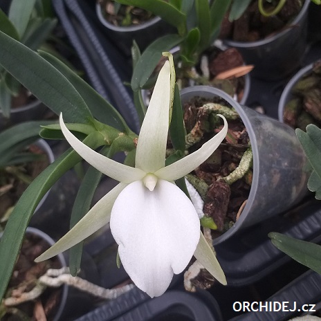 Angraecum didieri - navázána
