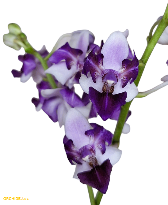 Phalaenopsis Memoria Val Rettig Peloric