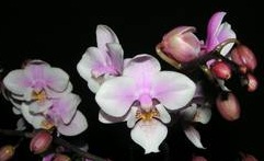 Phalaenopsis  Jia Ho 'Pink Girl' - nakvétající