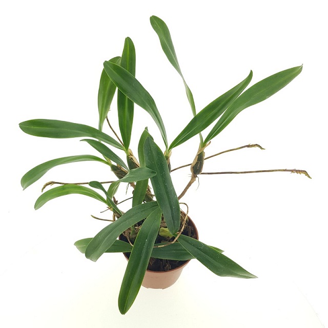 Bulbophyllum falcatum - naázaná