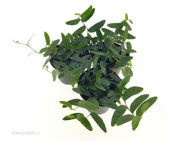 Ficus punctata