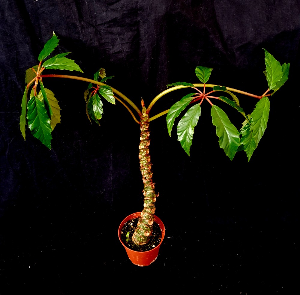 Begonia carolineifolia