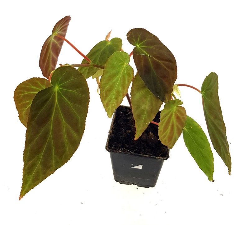 Begonia dietrichiana