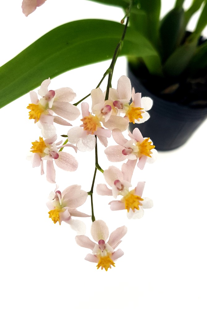 Oncidium Tsiku Maguerit Romantic Fantasy
