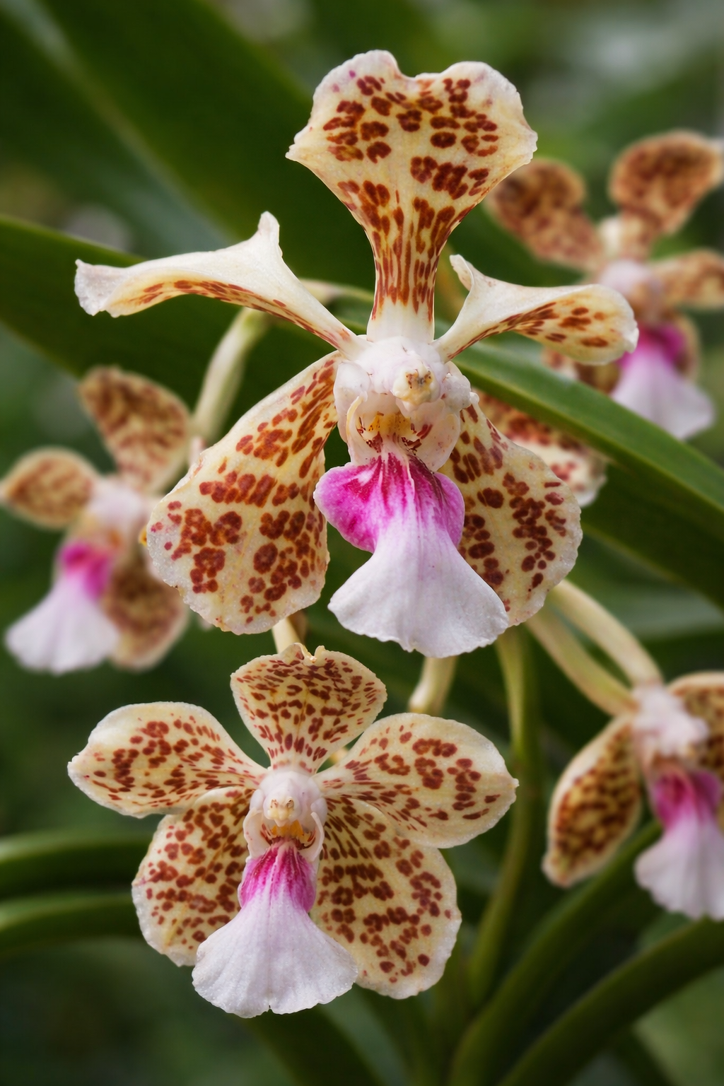 Vanda suavis