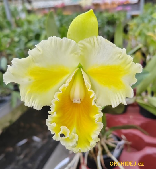 Rhyncholaeliocattleya Shinaphat Daimond Golden Wing