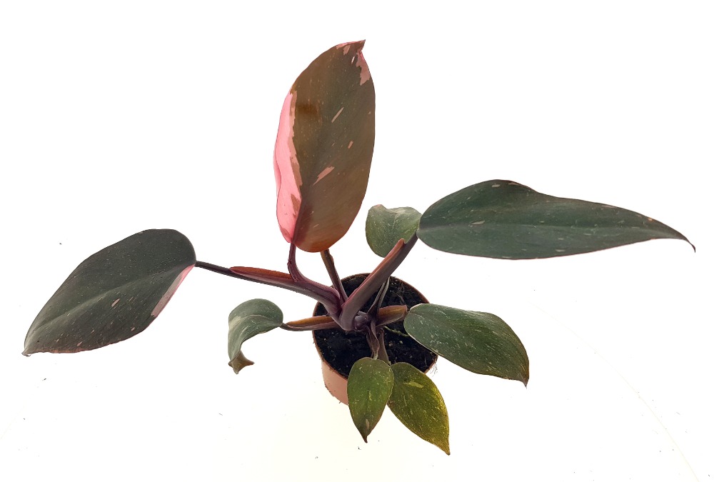 Philodendron ´Pink Princess´