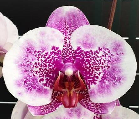 Phalaenopsis I Hsin Stacy - nakvétající