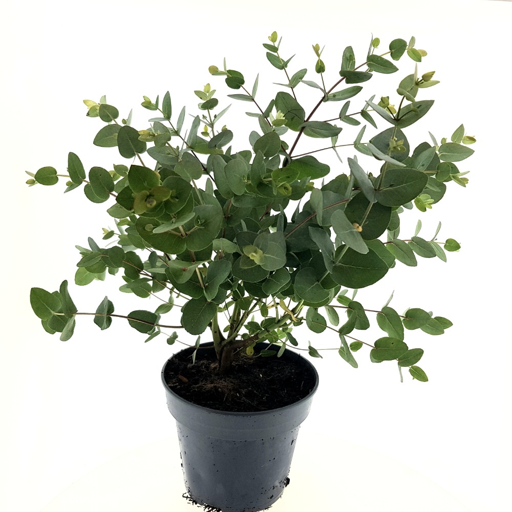 Eucalyptus gunnii ´Blue Ice´- blahovičník