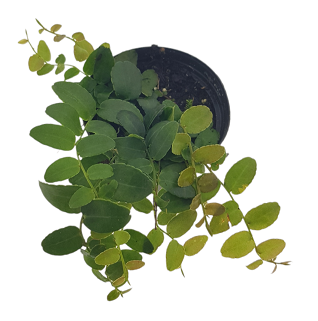 Marcgravia rectifolia