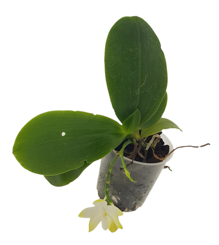 Phalaenopsis hybr.