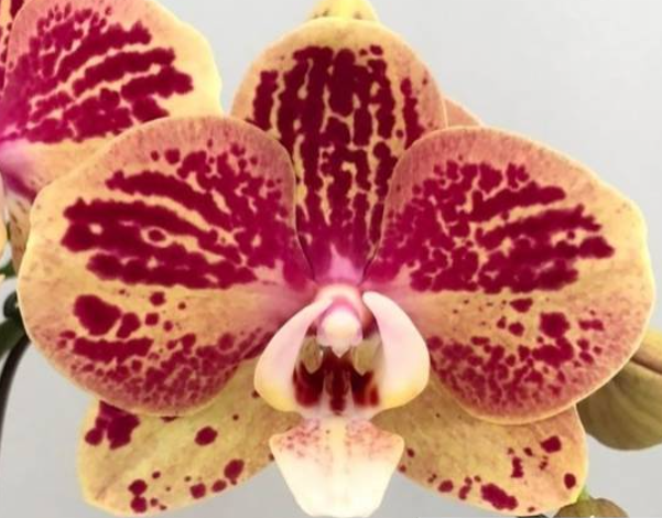 Phalaenopsis Bravo