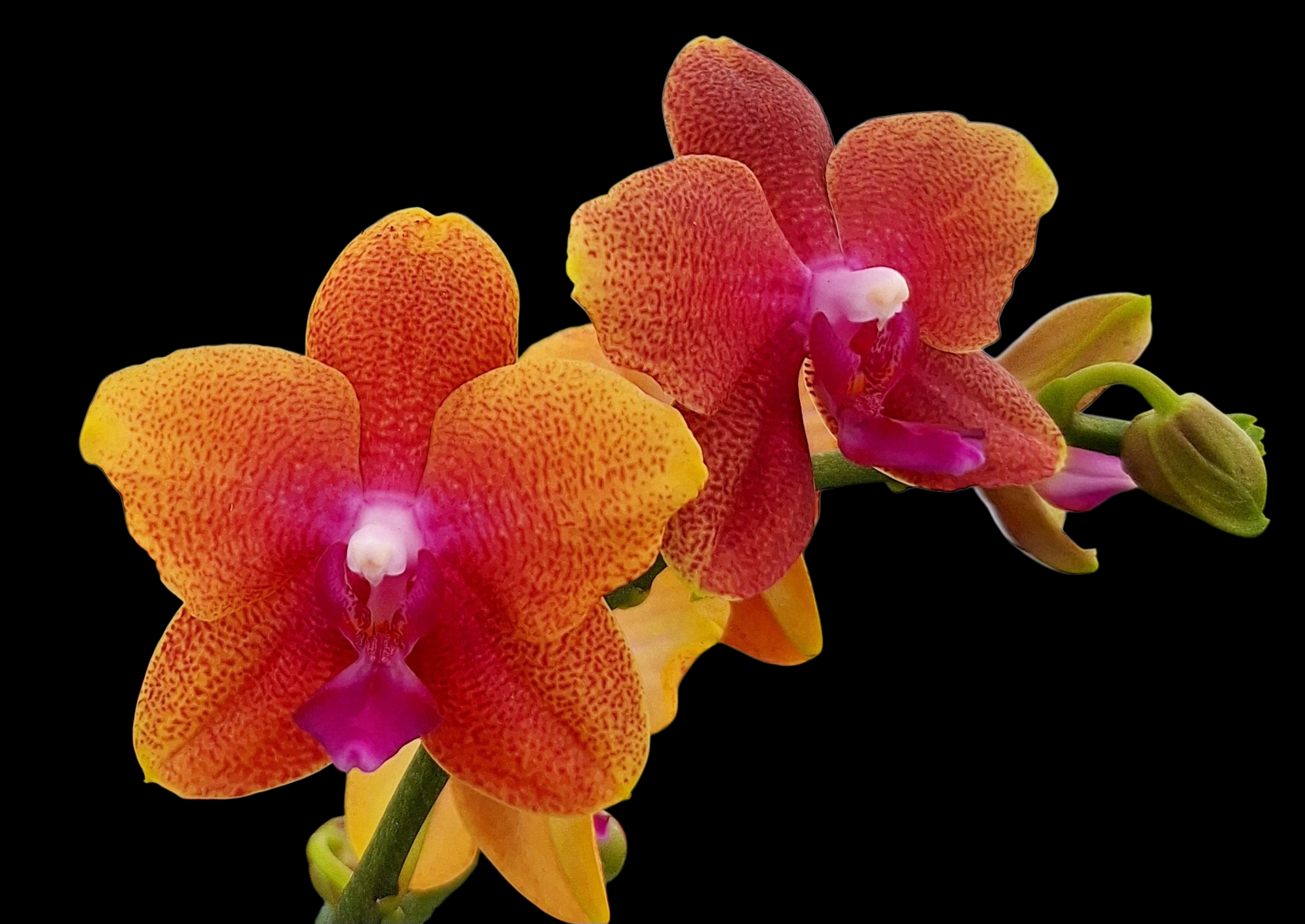 Phalaenopsis Bolgheri - kvetoucí, květy oní