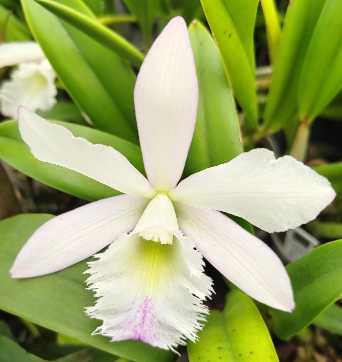 Rhyncholaeliocattleya (digbyana x Button Top) Snow Crane 