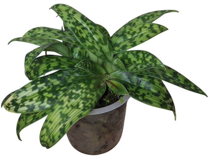Paphiopedilum Maudiae Bonkhans x Onyx CT - 3 rostliny