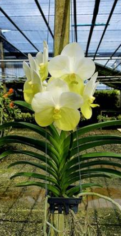 Vanda Renu Gold