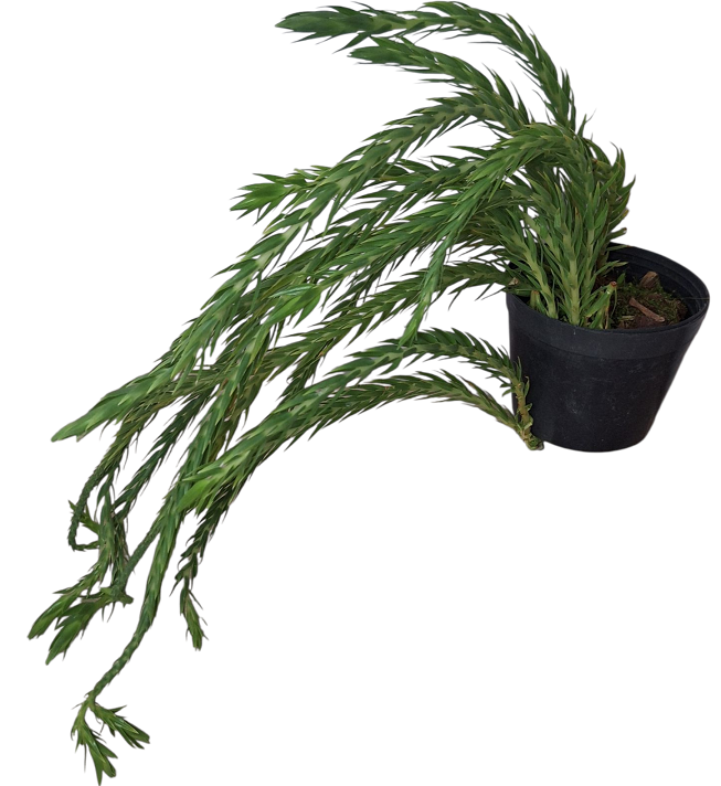 Huperzia filiformis Wangner - plavuň