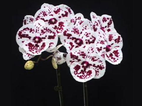 Phalaenopsis Lioulin R Lip 1274 - nakvétající