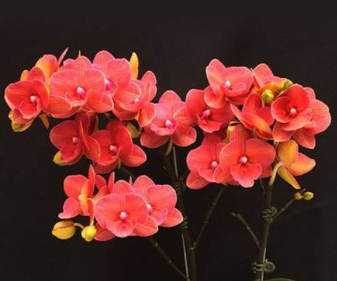 Phalaenopsis Charming Salmon 1320