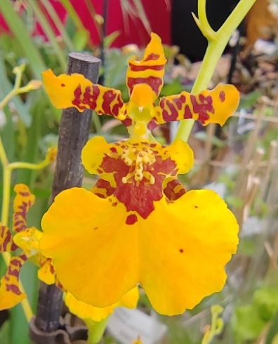 Oncidium Sunkiss Orange