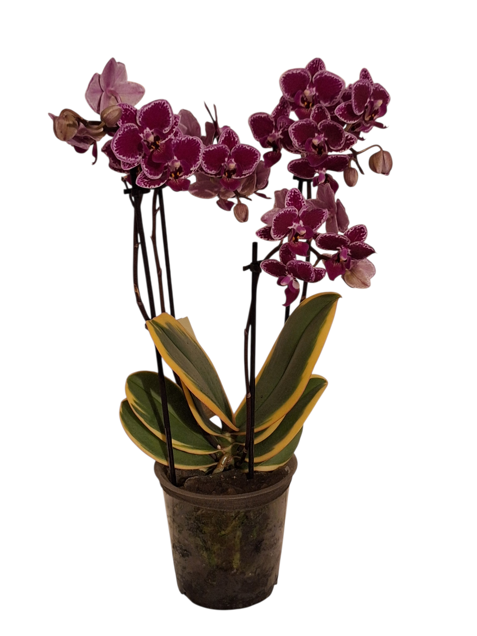 Phalaenopsis Magic Leaf - kvetoucí