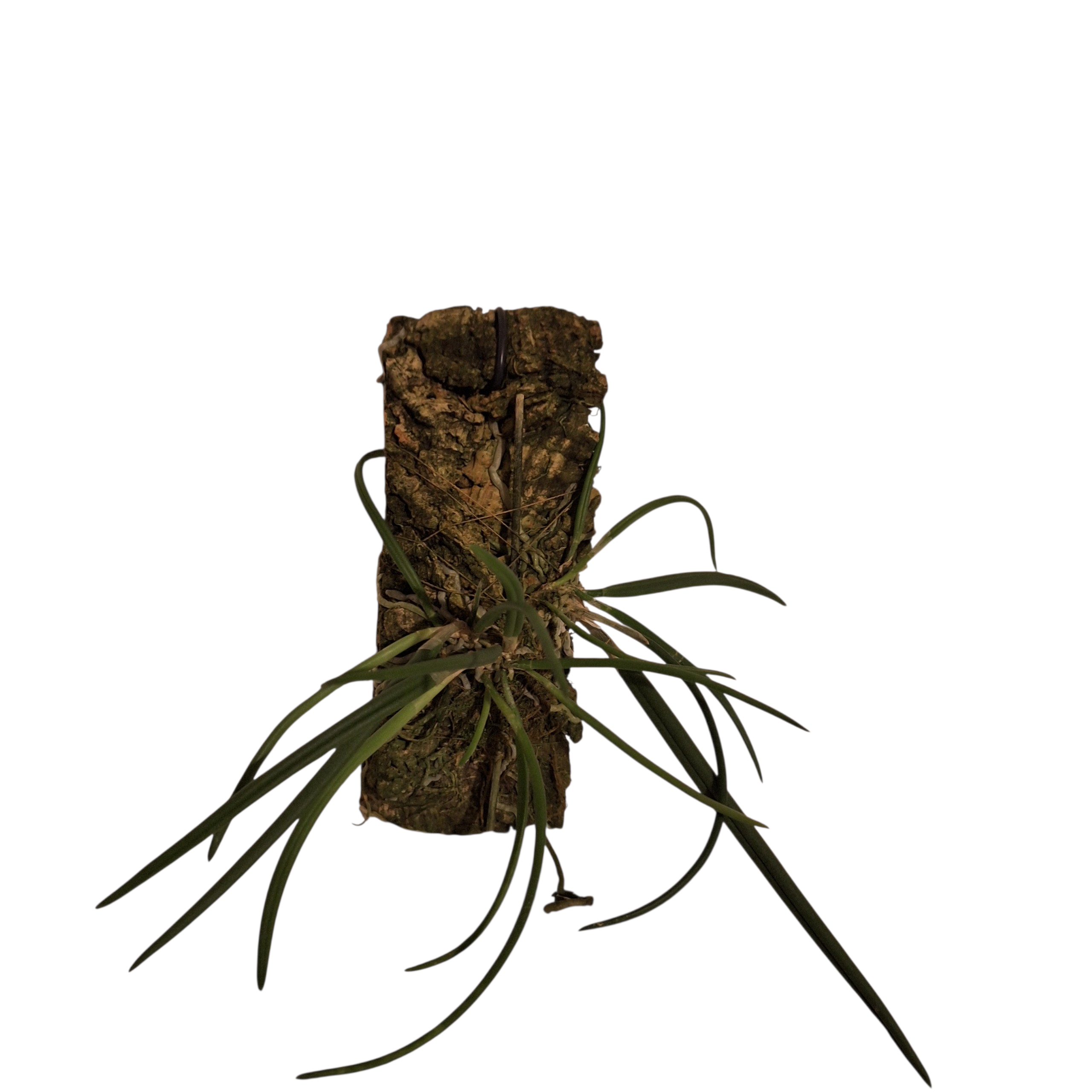 Leptotes bicolor - navázána