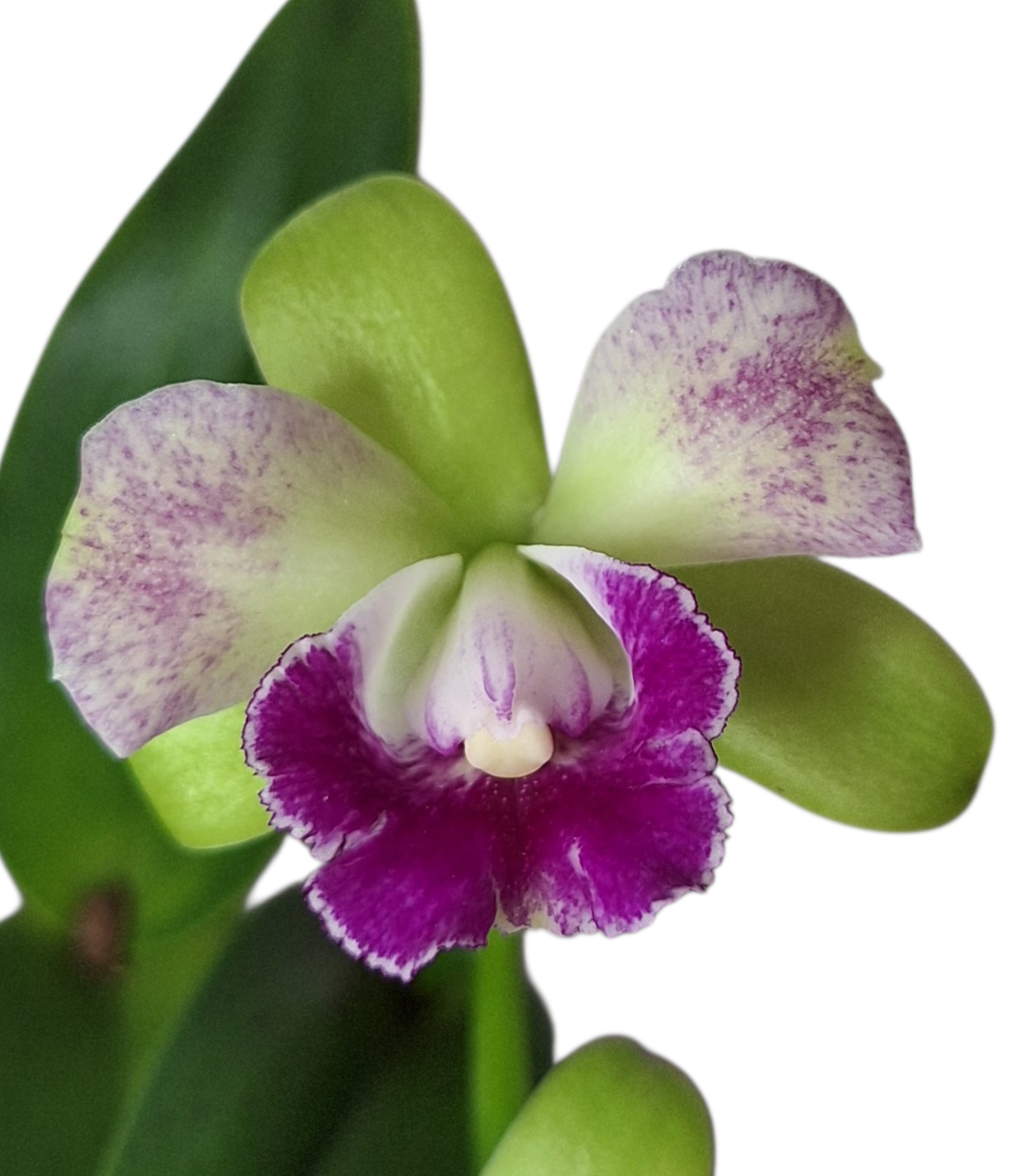 Cattleya hybr.