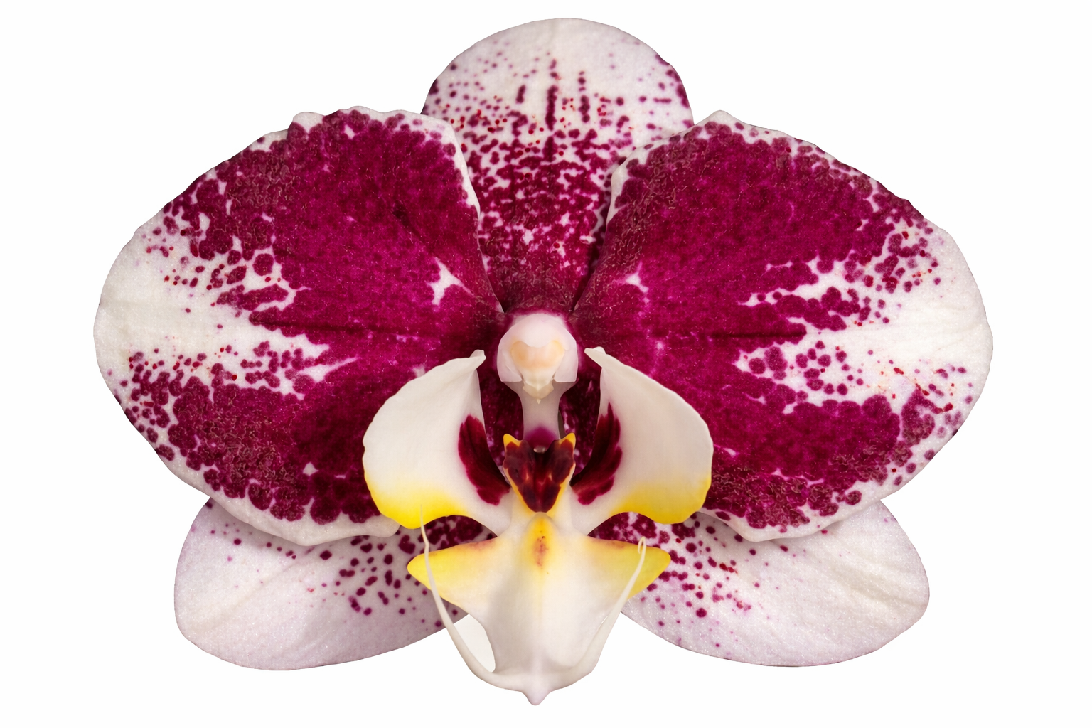 Phalaenopsis ´Barcelona´ - kvetoucí nebo dokvétající