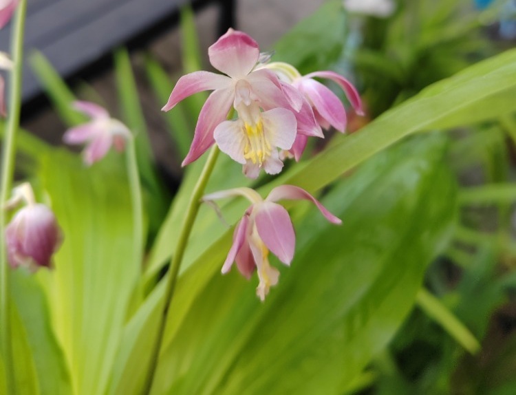 Calanthe 