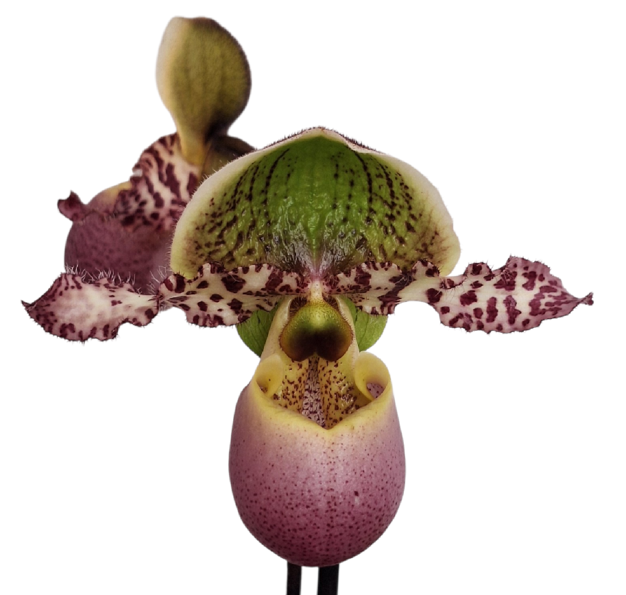 Paphiopedilum Pinocchio x liemianum - kvetoucí nebo nakvétající