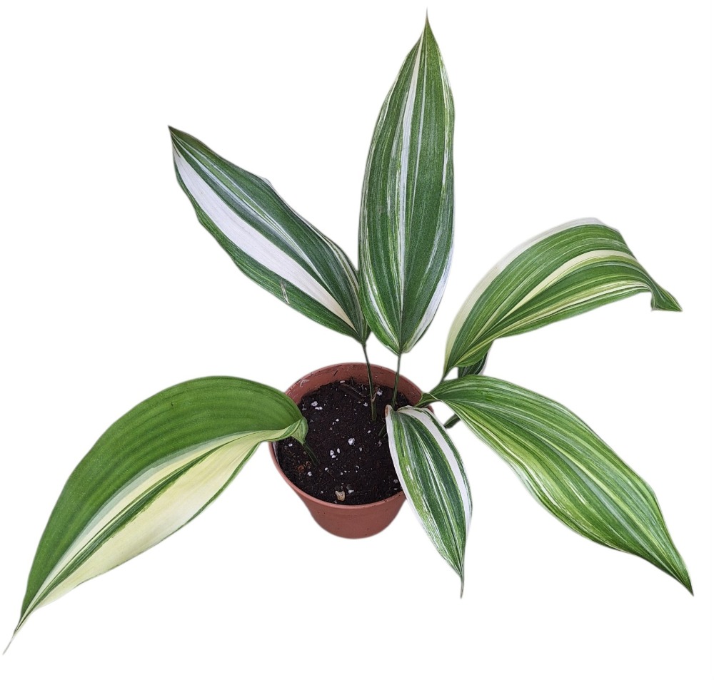 Aspidistra elatior ´Variegata´