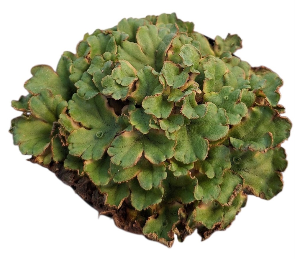 Marchantia polymorpha
