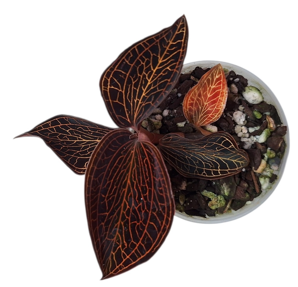 Anoectochilus roxburghii Black