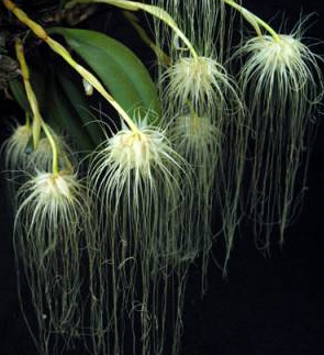 Bulbophyllum medusae - navázánaa
