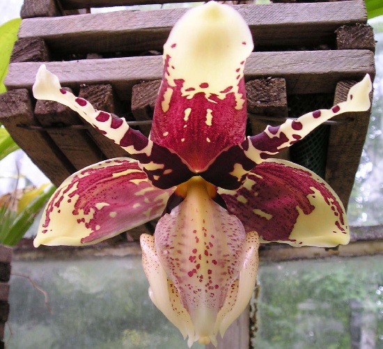 Stanhopea tigrina