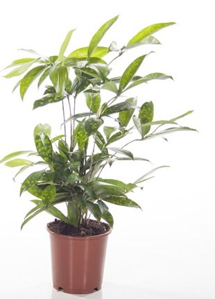 Dracaena surculosa  