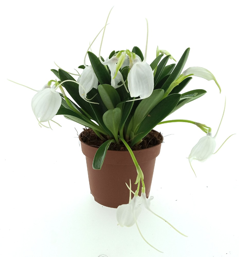 Masdevallia tovarensis