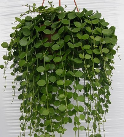 Dischidia nummularia - závěs