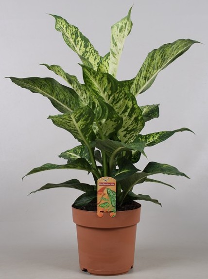 Dieffenbachia 'Mars' 