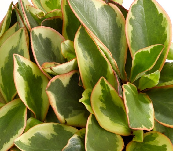 Peperomia clusiifolia 'Jellie' 