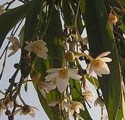 Thrixspermum saruwatarii