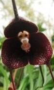 Dracula pholeodytes