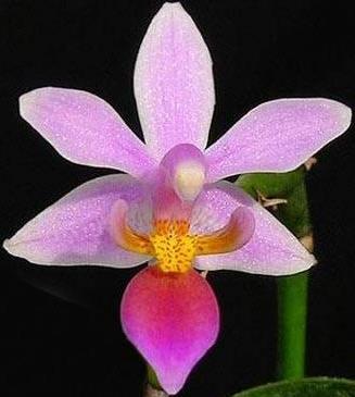 Phalaenopsis equestris var. rosea - nakvétající