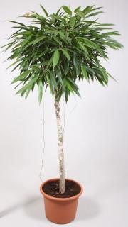 Ficus binnendijkii Alii´- stromek, 170 cm