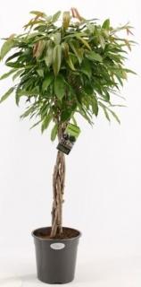 Ficus binn. Amstel King - kmen, 170 - 180 cm