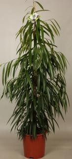 Ficus binnendijkii 'Alii'  - 180 cm